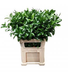Ruscus Hypophyllum 60 cm