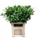 Ruscus Hypophyllum 70 cm