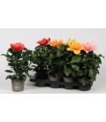 Hibiscus sunny gem pot de 13