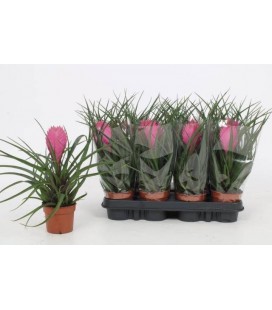 Tillansia Cyanea anita Ø 09