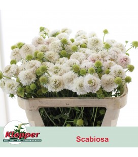 Scabieuse scoop white 70 cm