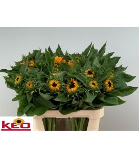 Tournesol Sunrich Provence 80cm