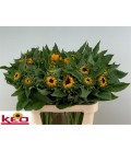 Tournesol Sunrich Provence 80cm