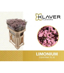 Limonium saf Oshi rose 70 cm