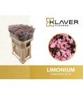 Limonium saf Oshi rose 60 cm