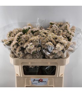 Statice abricot sun birds 70 cm