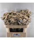 Statice abricot sun birds 70 cm