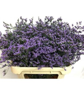 Limonium maine blue 80 cm