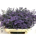 Limonium maine blue 80 cm
