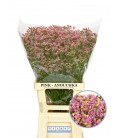 Limonium Anouka diamon  70 cm