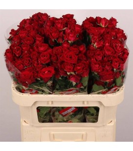 Rose Branchue Dominica 70 cm