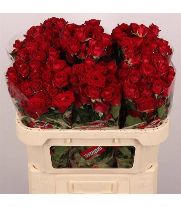 Rose Branchue Dominica 70 cm