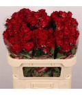 Rose Branchue Dominica 70 cm