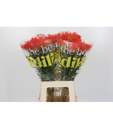 Nuthences succession 70 cm