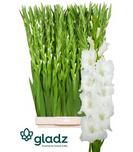 Glaieul Nova Zemla 130 cm
