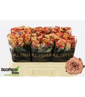 Rose Cappuccino 50 cm
