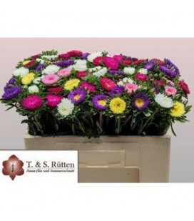 Reine margerite mix en 50 cm