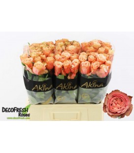 Rose Kahala BB 60 cm