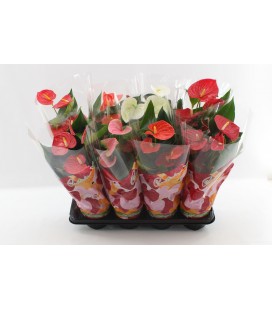 Anthurium mix coul Ø14