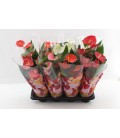 Anthurium mix coul Ø14