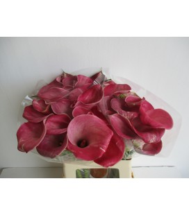 Calla Denver 60 cm