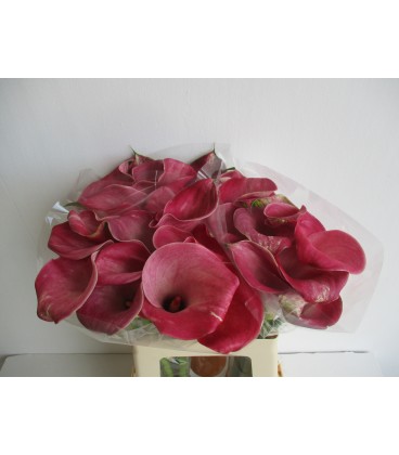 Calla Denver 55 cm
