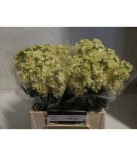 Giroflée Iron yellow 45 cm