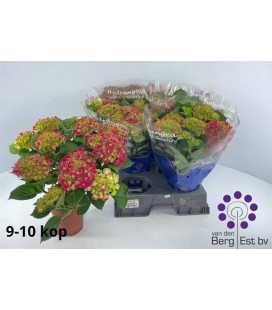 Hortensia M Fire Ø13 h 40
