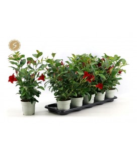 Dipladenia ov Ø12