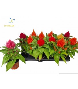 Celosie plume pot de 10.5