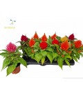 Celosie plume pot de 10.5