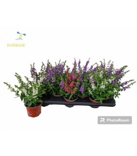 Angelonia pot de 17