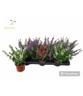 Angelonia pot de 17