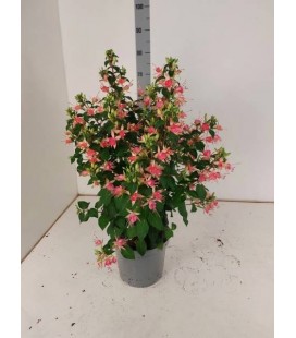 Fuschia pot de 21