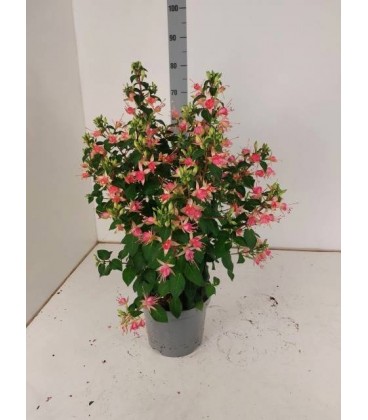 Fuschia pot de 21
