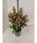 Fuschia pot de 21