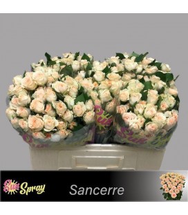 Rose Branchue Sancerre 50 cm