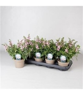 Angelonia lavender Ø 12