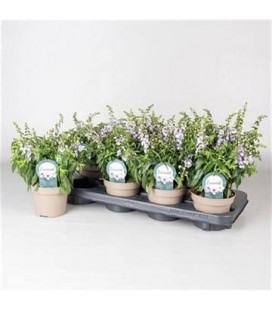 Angelonia purple Ø 12
