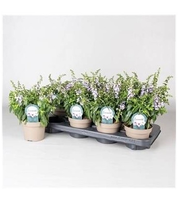 Angelonia purple Ø 12