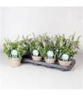 Angelonia purple Ø 12