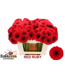 Germini red ruby