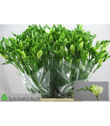 Freesia White Serenade