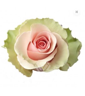 Rose equ Absolut in pink 50cm x25
