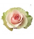 Rose equ Absolut in pink 50cm x25