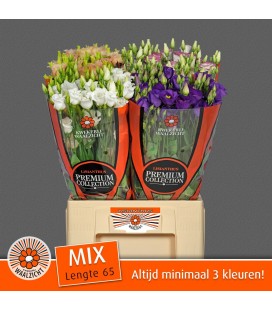 Lisianthus melange 65 cm