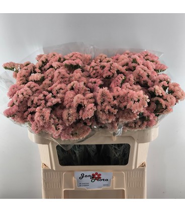 Statice Peach wings 70 cm