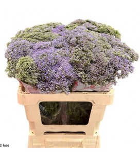 Trachelium corine blue 70 cm