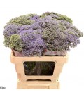 Trachelium corine blue 70 cm