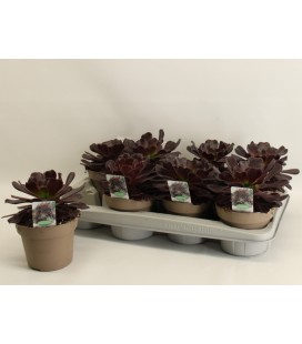 Aeonium Arbor Ø 14